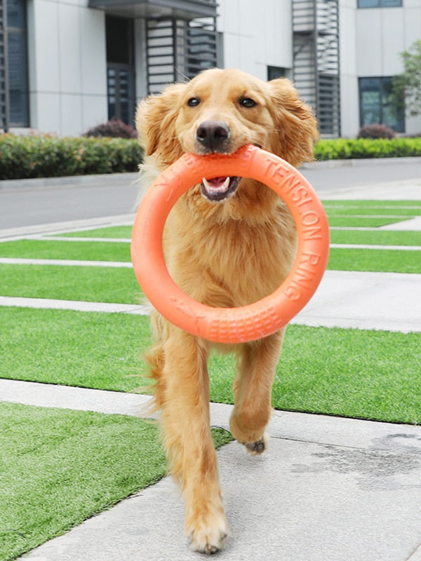 Dog Disc